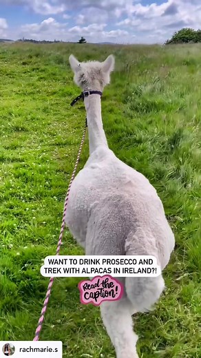 The Alpaca and Prosecco Trek Experience with @k2alpacas in Newtownmountkennedy, Wicklow is a unique enjoyable experience that will leave you with memories that will last long after you leave Ireland! You’ll be paired up with one of their lovely alpacas which you will be accompanying for the trek (the walk itself is about 1 1/4hrs) and once you get to know each other, you’ll set off on the trek. Along the way, you’ll get a chance to feed your alpaca by hand (don’t worry, they don’t bite!) and to 