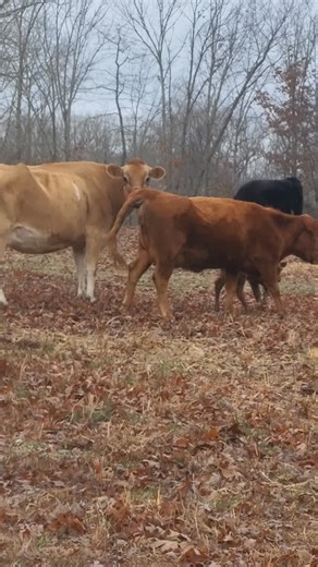 Ann Accetta-Scott | Stella attemps to steal calves. Not one calf, but two calves. Sweet Stella, she apparently loves the calves. So much so she's was caught... | Instagram