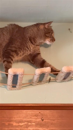 Cute Cats Being Absolutely Adorable! 🐱 Funny Cat Video #catshorts #catvideos
