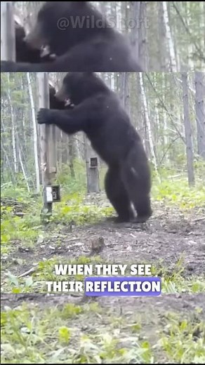 Animals go crazy when they see themselves! | Wild animal reactions #animals #mirror