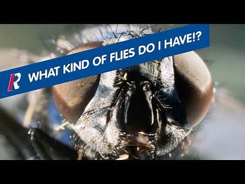 What Kind Of Flies Do You Have, How They Get In, And How To Get Rid Of Them.