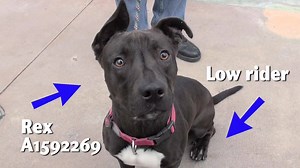 Check out this fabulous pitbull low rider - REX! | Friends of East Valley Animal Services- Van Nuys, CA