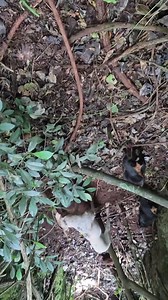 10K views · 300 reactions | 珞珞珞 @jagd_terrier_brasil | Jagdterrier | Facebook