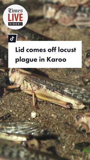 The biggest locust plague SA has seen in the past 25 years could cause havoc for farmers and local food supplies if we run out of money to control it. #sanewstiktok🇿🇦 @catwhitemedia