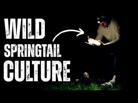 How I Started a Wild Springtail Culture (Cleanup Crew for Terrariums)