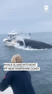 3.2M views · 29K reactions | SEE IT: A whale slammed into a boat off the coast of Portsmouth, New Hampshire, on Tuesday, sending two people overboard. The boaters who captured this footage said they were able to pull the two people to safety. The humpback whale was also unharmed. https://abcnews.visitlink.me/sS7Sp1 | ABC News | Facebook