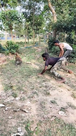 263K views · 3.1K reactions | Monkey new reaction United funny animals fun 藍 . . . . . . . . . #Samimfunny1M #monkey #fun | Samim funny1M | Facebook