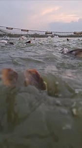 448K views · 3.9K reactions | beautiful fishing time  #fish #village #fishing #fishworld #fishingtrip #everyone #fishingislife #fishinglife #fishingdaily #rellsfacebook | Unity Farm | Facebook