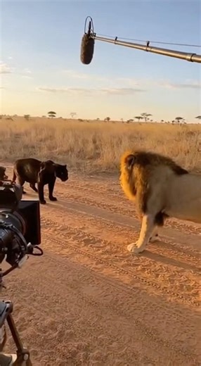 Black Panther vs Lion 🐆🦁 | Intense Wildlife Encounter Caught on Camera #shorts #trending #viral