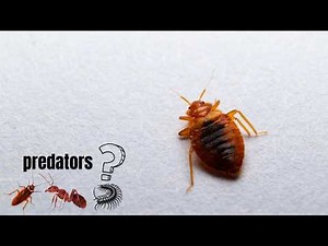 7 Natural Predators of Bed Bugs (That Won’t Solve Your Problem)