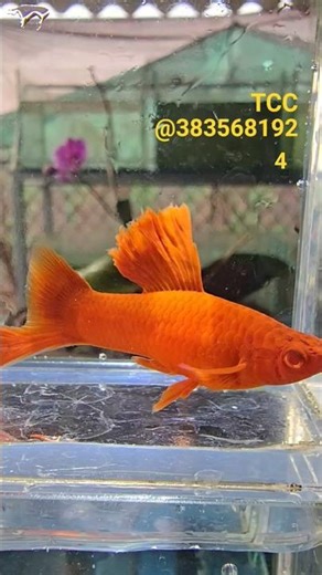 Beautifully Colored Swordtail Fish #aquariumfish