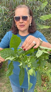 1.7M views · 18K reactions | Está hierba mora tiene propiedades medicin4l3s increíbles  | Mary salud y vida | Facebook