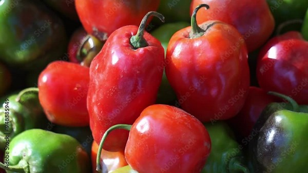 Capsicum chinense (Cabai habanerom, cabai gendol, cabai gendot). The hottest peppers in the world
