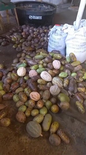 De Mi Tierra Para El Mundo. De esta manera se tritura el Totumo y la Auyama, para extraer las proteínas, vitaminas, minerales y aminoácidos en la fabricacion del concentrado orgánico natural y nutraceutico en Nutrialimentos de Bosconia, bajo la dirección de Moisés Alberto Domínguez Gutiérrez de Piñeres, Administrador Ambiental y de los Recursos Naturales, quien después de muchos años de investigación, estudios y experimentos, logró ser el primero en Colombia y el mundo en fabricar el concentrado