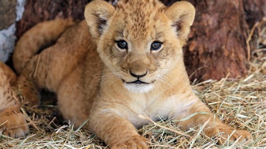 Baby Lion Cub Working on His Tiny Roar Is Like a Real-Life Simba