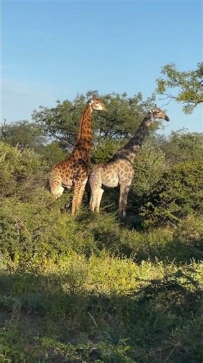 Giraffe mating involves dominant males competing. +254712896360 info@frenzyafrica.com #reels #wild