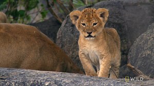 At a month old, these lion cubs are finally able to walk, climb, and play. | National Geographic Animals