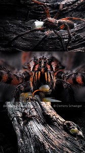 Display video of the tiger bromeliad spider Cupiennius salei | Clemens Schweiger
