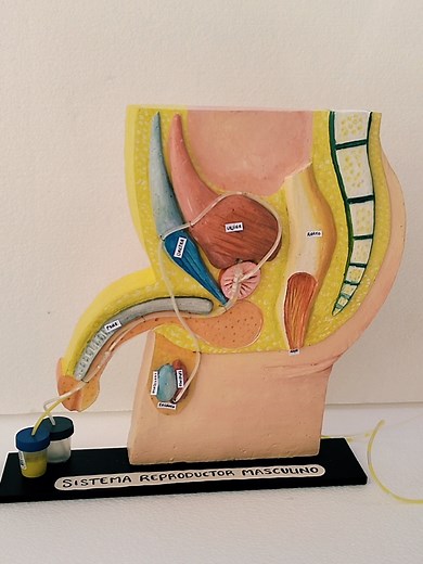 Maqueta Funcional del Sistema Reproductor Masculino