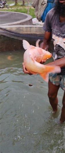 "Unbelievable Fish Injection Process 🐟💉 | Millions of Eggs Revealed!" #viral #fishing #pangasfish