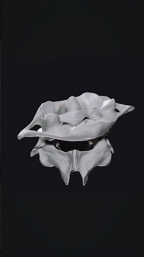 Atlas and axis 🥹🤩