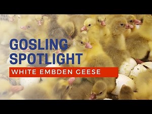 White Embden Goslings Cackle Hatchery