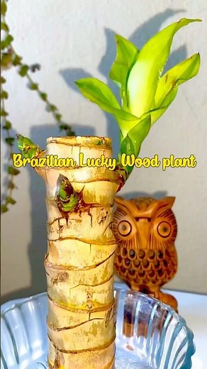 Brazilian Lucky Wood Plant🪴Care tips🪵#plants #gardening #luckyplants #fengshui #dracena #garden
