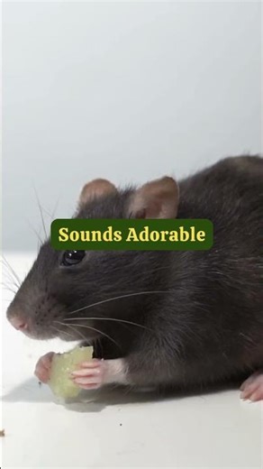 Rats Giggle When Tickled?! Science Says YES! 🔬😂 #animalfacts #viralshorts #animals #rat