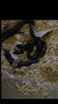 Black snake vs goose egg| Nature’s Unexpected Farm Drama 🐍🥚