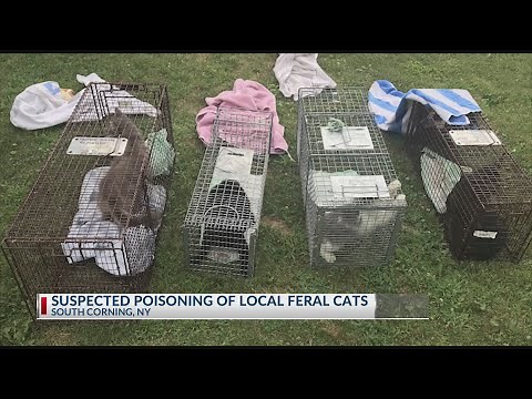 Feral Cats Poisoned