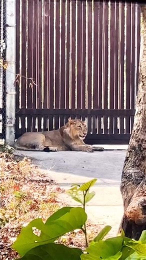 Rajgir Nature Safari 🦁 | Bihar’s Hidden Wildlife Gem! #shortsfeed