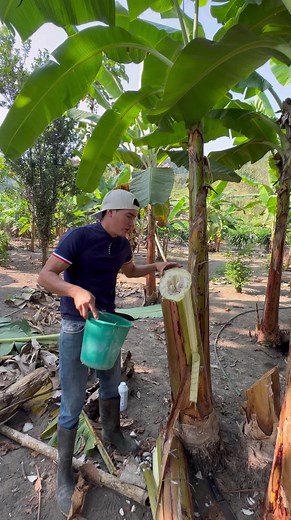 Cultivo de plátano: Cómo aplicar abono orgánico para maximizar el crecimiento de tus plantas