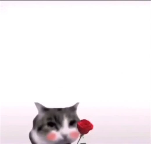 Cursed Cats on Instagram: "He stole my case • Credit: terrlight_edits.memes on TikTok • Follow @meowcursed for more cursed cats videos 😸 • Follow: @meowcursed Follow: @meowcursed Follow: @meowcursed • ❤ Like and Share! 🌈 Tag your best friend! 😳 Ay you forgot to follow! • • • • • #catvideo #meowcursed #cursedcat #cursedcats #tiktokmemes #tiktokcat #tiktokcats #catvideos #funnycatvideos #weirdcat #weirdcats #sillycats #cutecat #cutecats #kitten #kittens #sadcat #sadcats #catmeme #catmemes #whol