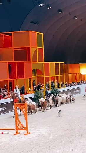 Miniature Horse Breeding at Kan Farm: Adorable Pony Videos