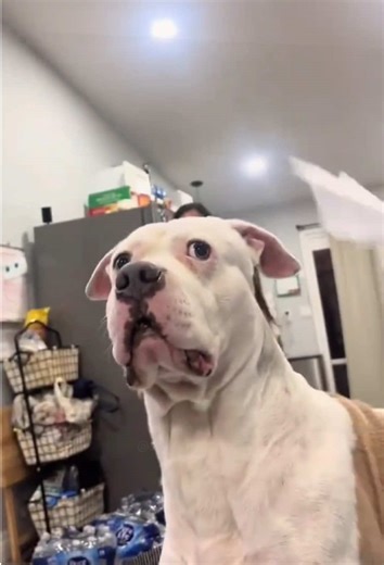 Confused Dog Moments That Will Make You Laugh