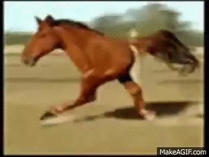 Retarded Running Animals on Make a GIF
