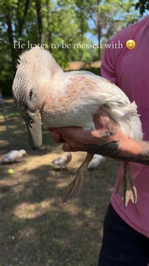 Harlequins are the most beautiful duck imo #backyardducks #ducktok #ducksoftiktok #arkansas
