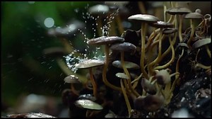 1.7K views · 268 reactions | The coolest nature video ever! visit=>...