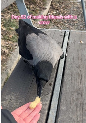 Making Friends with Crows: Day 52 Insights