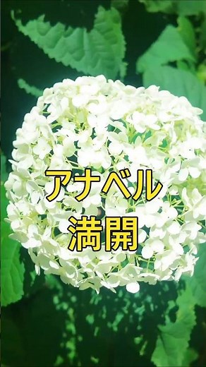 A Scenic Masterpiece in Gunma! This Sea of Pure White Hydrangeas is Unreal… [Maebashi City, Ogiku...