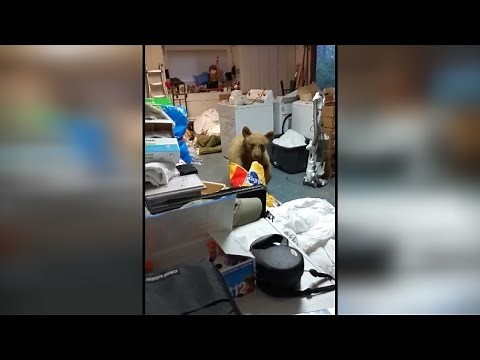 Watch Woman Talk to Bear Who Snuck Into Her Garage to Eat Dog Food