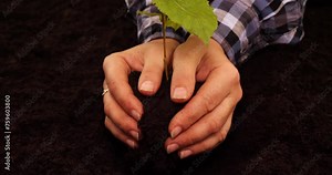 Close-up. Caring hands carefully plant a young tree in the ground. A man squeezes a small tree and digs it in with his hands. The concept of human care for the planet and nature.