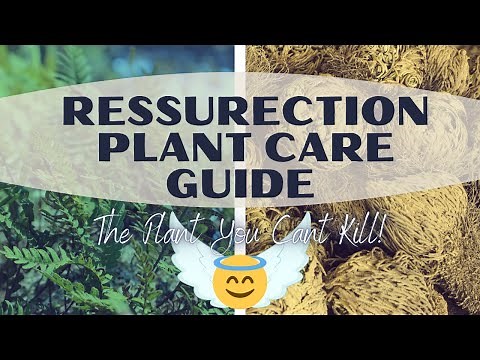 Resurrection Plant (Rose Of Jericho) Time Lapse / Care Guide