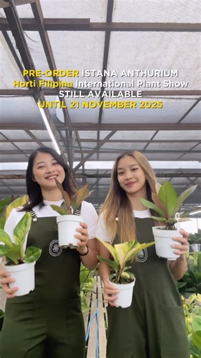 Istana Anthurium Indonesia on Instagram: "DON'T MISS OUT‼️ Get our rare and special collection by DM us now 📩 LAST PRE-ORDER : 21 NOVEMBER 2025 📌"