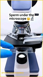 14K views · 34 reactions | How sperm actually look like  . . . Disclaimer: Video credit to the rightful owner. The content in this video is intended for educational and informational purposes only. All rights to images, music, clips, and other materials belong to their respective owners. I do not claim ownership of any third-party content used. #science #healthcare #sperm #informative #share | Dr Pranav Sharma | Facebook