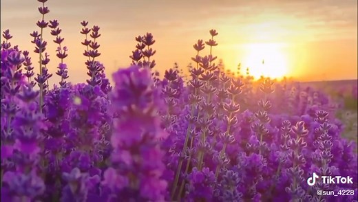 Lavender - Oải hương #hoa #chill #lavender #oaihuong