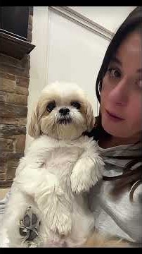 These Shih Tzu puppies are too cute to handle #Adorable #PuppyLife #ShihTzu