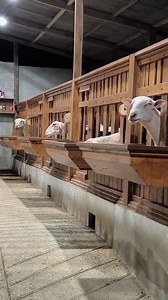 Tgf Sheep on Reels