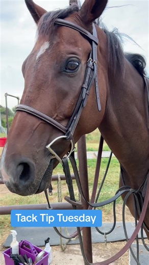 Tack Tip Tuesday: use a standing martingale when using draw reins. It allows you to ride on a loose draw rein so the horse gets a release of pressure when its head is in the correct position. The martingale keeps the looser draw rein from sagging down to far and potentially being dangerous. #horsetraining #tack #tacktip #ottb #horsesoftiktok #ottbforsale #retiredracehorse