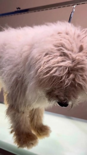 Clifford the sweet giant 6 month cording process. Thank you Ayumi, Nayandis and Jessyica for helping me take care of this sweetheart! ❤️ #komondor #doggrooming #exoticdog #cutedog